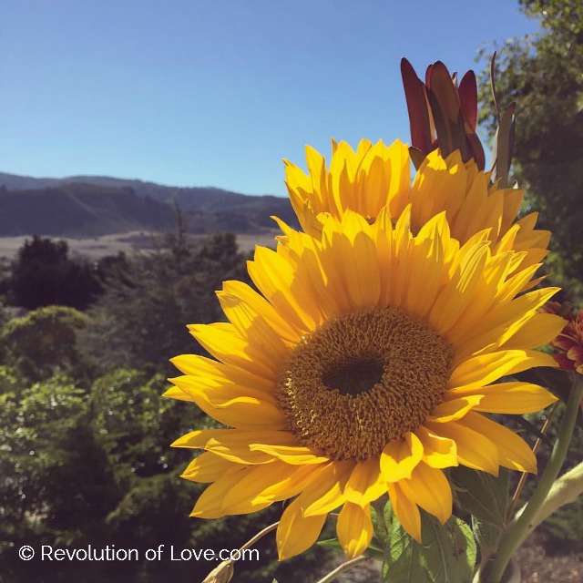 RevolutionofLove.com - odb_sunflower_10_23_16